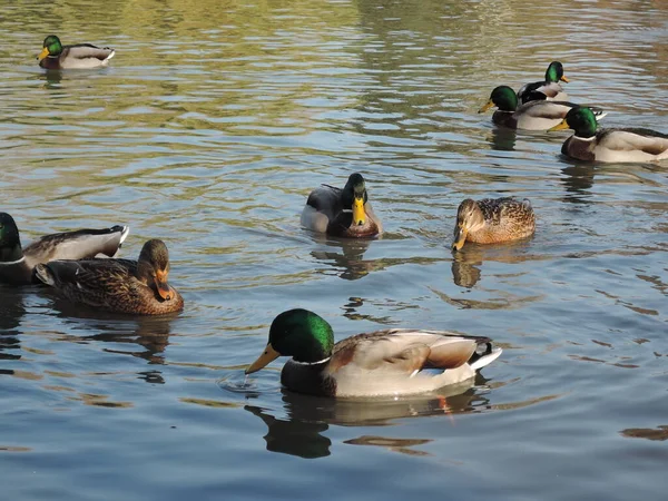 Troupeau de canards sur le lac en automne Parc — Photo