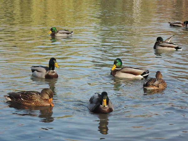 Anatre che nuotano in uno stagno in un parco autunnale. Anatre selvatiche, drake, uccello, uccello selvatico, uccellino, anatra sul lago — Foto Stock