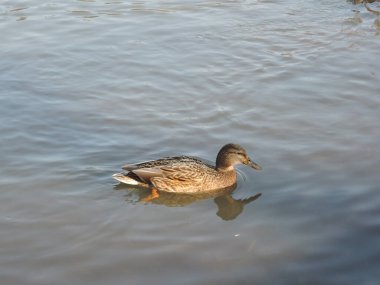 Güzel gri yaban ördeği gölette. Yaklaş.
