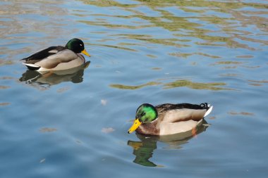 two beautiful drakes swim in a pond in autumn Park