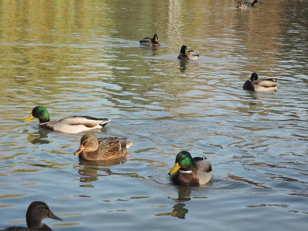 Anatre che nuotano in uno stagno in un parco autunnale. Anatre selvatiche, drake, uccello, uccello selvatico, uccellino, anatra sul lago — Foto Stock