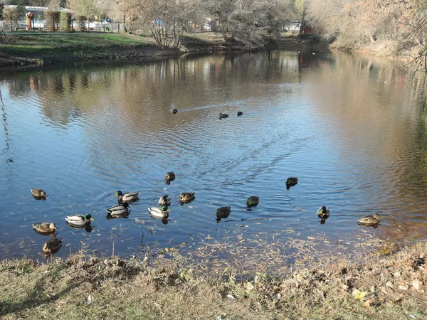 Eenden zwemmen in een vijver in een herfstpark. Wilde eenden, drake, vogel, wilde vogel, kleine vogel, eend op het meer — Stockfoto