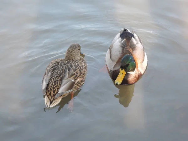 Quelques canards sur fond d'eau calme dans un étang du parc par une sombre journée d'automne. préparation à la migration des oiseaux migrateurs — Photo