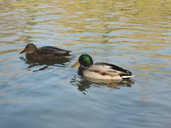 Quelques canards sur fond d'eau calme dans un étang du parc par une sombre journée d'automne. préparation à la migration des oiseaux migrateurs — Photo