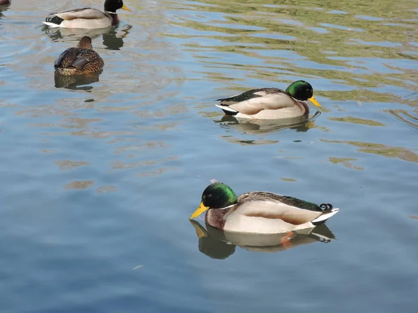 Anatre che nuotano in uno stagno in un parco autunnale. Anatre selvatiche, drake, uccello, uccello selvatico, uccellino, anatra sul lago. — Foto Stock