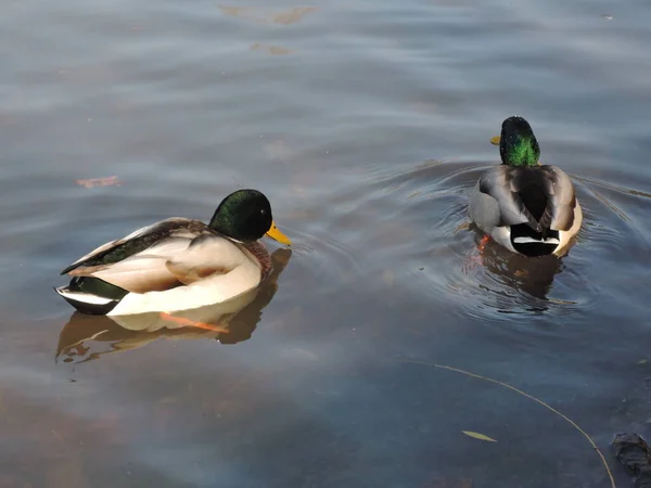Two beautiful drakes swim in a pond in autumn Park. migration season of birds — 스톡 사진