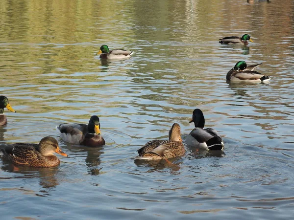 Sonbahar parkında gölette yüzen ördekler. Vahşi ördekler, drake, kuş, vahşi kuş, küçük kuş, gölde ördek — Stok fotoğraf