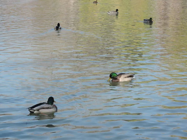 Anatre che nuotano in uno stagno in un parco autunnale. Anatre selvatiche, drake, uccello, uccello selvatico, uccellino, anatra sul lago — Foto Stock