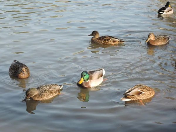 Sonbahar parkında gölette yüzen ördekler. Vahşi ördekler, drake, kuş, vahşi kuş, küçük kuş, gölde ördek — Stok fotoğraf