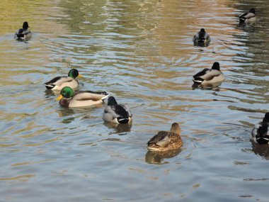 Sonbahar parkında gölette yüzen ördekler. Vahşi ördekler, drake, kuş, vahşi kuş, küçük kuş, gölde ördek