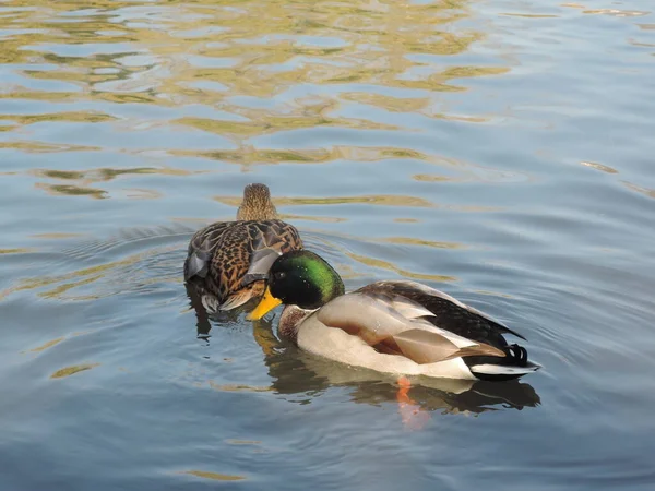 Coppia di anatre sullo sfondo di acqua calma in uno stagno nel parco in una giornata d'autunno buio. preparazione alla migrazione degli uccelli migratori — Foto Stock