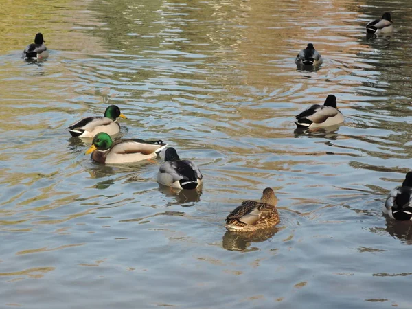 Canards nageant dans un étang dans un parc d'automne. Canards sauvages, drake, oiseau, oiseau sauvage, petit oiseau, canard sur le lac — Photo