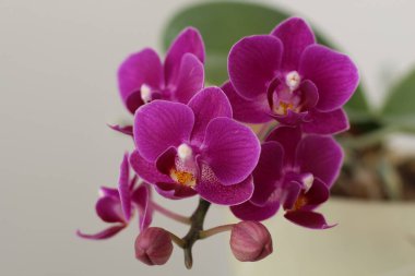 Güzel Minyatür Güve Orkidesi Phalaenopsis çiçeği yakın plan