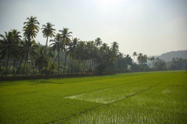 Ormanın ortasında büyük bir pirinç tarlası ve palmiye ağaçları..