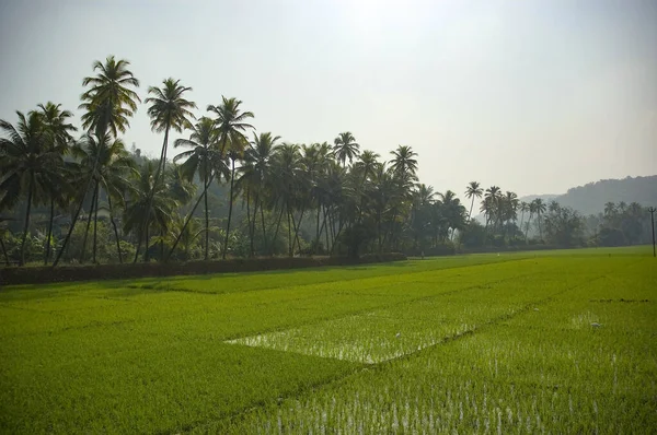 Ormanın ortasında büyük bir pirinç tarlası ve palmiye ağaçları..