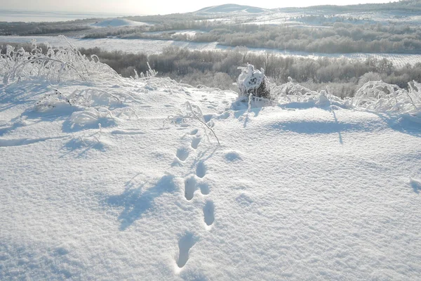 Fox foot animal tracks in the snow