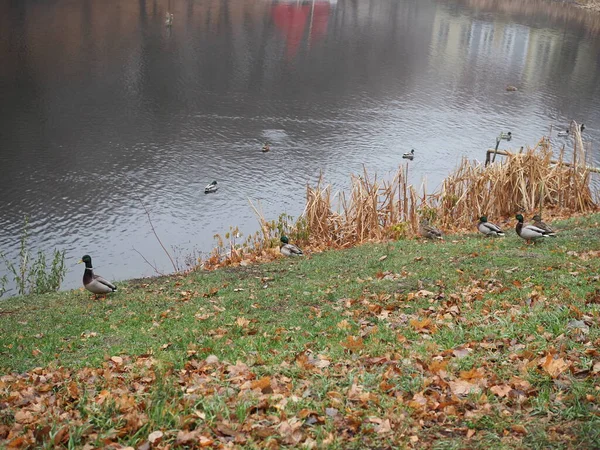 Canards et drakes marchent sur la pelouse près de l'étang — Photo
