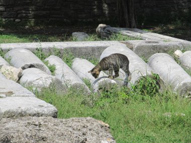 Kedi, Thassos adasındaki antik bir Yunan tapınağının kalıntılarında yürüyor.
