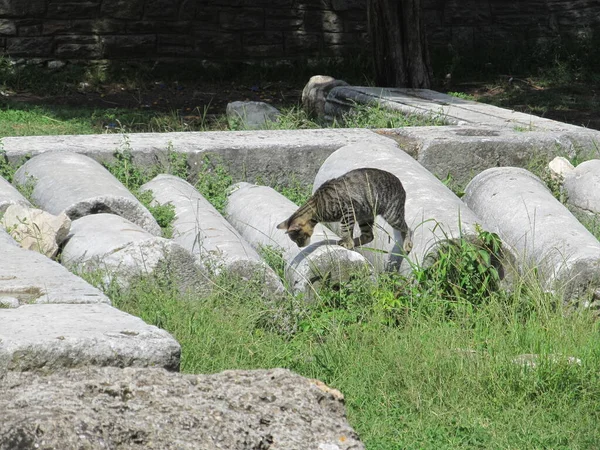 Gato camina a través de las ruinas de un antiguo templo griego en la isla de Tasos —  Fotos de Stock