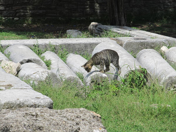 cat walks through the ruins of an ancient Greek temple on the island of Thassos