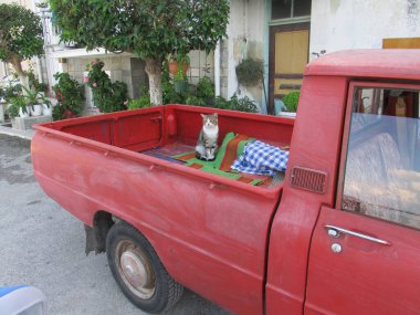 Komik fotoğraf. Bir kamyonetin bagajında çizgili kedi.