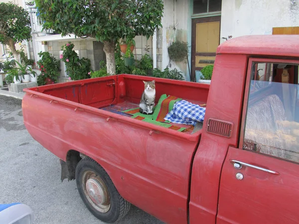 Смішне фото. смугаста кішка в багажнику пікапа — стокове фото