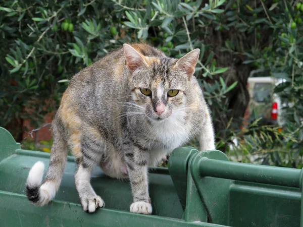 Бродячий переляканий таббі кіт, який нещодавно народив, шукає їжу в бункерах — стокове фото