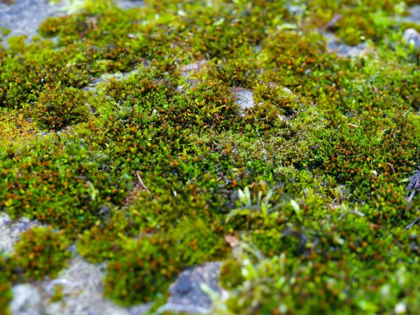 Moss verde em close-up Shot. foco variável — Fotografia de Stock