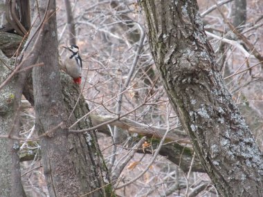 Ağaçkakan sonbahar ormanında bir ağaçta