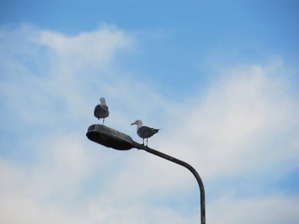 Gaivotas sentadas em cima de um poste de lâmpada Céu azul claro como fundo. poste da lâmpada é preenchido com porcaria de pássaro . — Fotografia de Stock