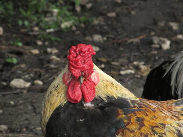 Coq roux près du jardin. Portrait d'une bite brune dans une cour de ferme. Coq roux dans une ferme traditionnelle. Concept d'agriculture biologique — Photo
