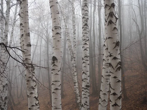 Birkenwald im Nebel. Herbstblick. Fokus im Vordergrund Baumstamm — Stockfoto