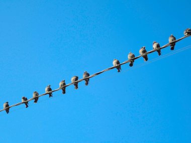 Elektrik telleri üzerinde çok sayıda güvercin. Güvercinler üzerinde gökyüzü güç hatları üzerinde oturan.