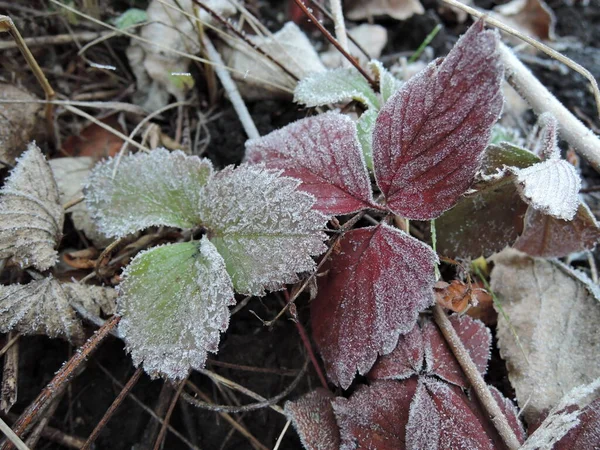 Zelená jahodové listy pokryté ledovými krystaly, mráz na rostlinách, zmrazit detail — Stock fotografie