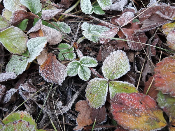 Geada no inverno com vermelho verde e amarelo rosa morango folhas de plantas cobertas é gelo branco em close-up contra um fundo de folhas e grama na terra em uma manhã fria — Fotografia de Stock