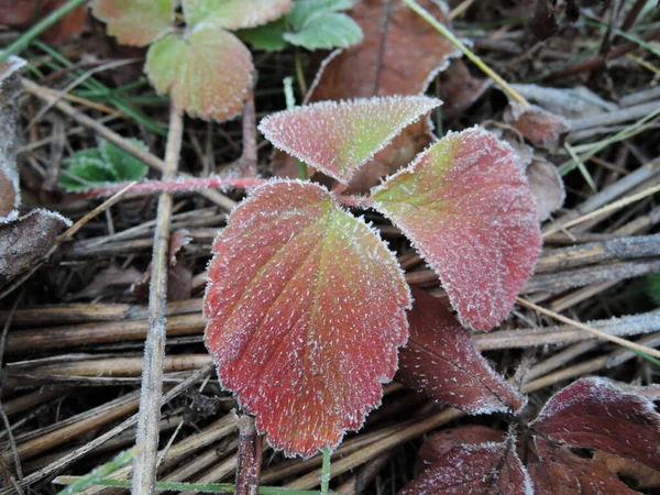 冬に霜が降り、赤緑色と黄色のピンクのイチゴの葉が覆われています寒い朝に地球上の葉や草の背景に近い白い氷です。 — ストック写真