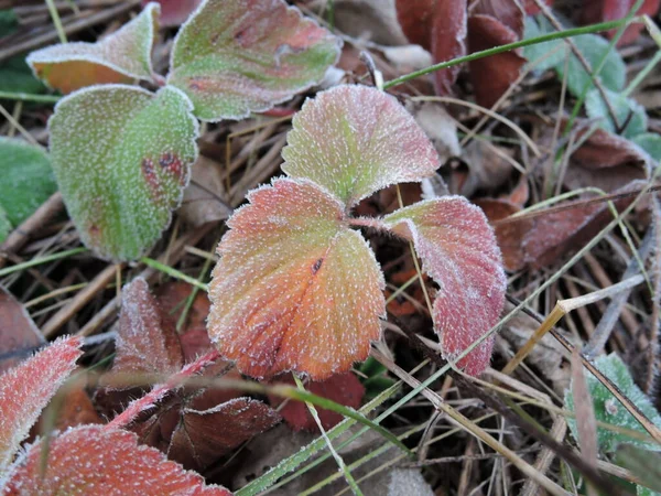 Mráz v zimě s červené zelené a žluté růžové jahodové listy pokryté je bílý led zblízka na pozadí listí a trávy na zemi v chladném ránu — Stock fotografie