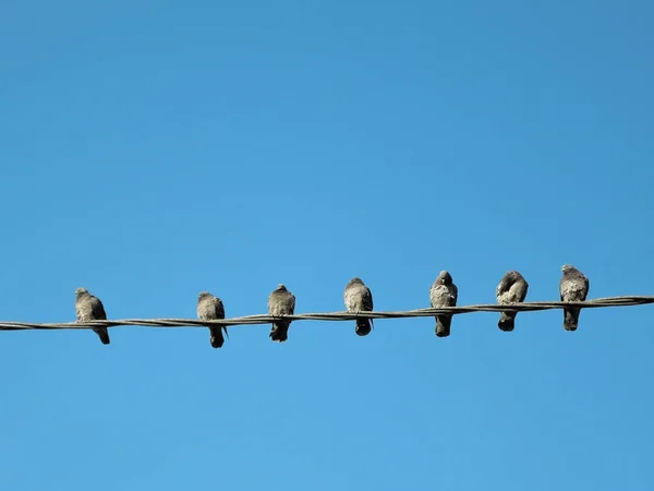 Многие голуби на электрических проводах. Голуби сидят на линиях электропередач над небом . — стоковое фото
