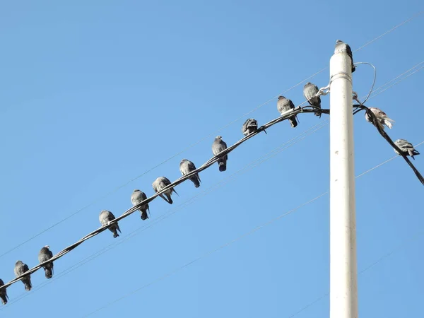 Molti piccioni su un filo elettrico. Colombe sedute su linee elettriche sopra cielo . — Foto Stock