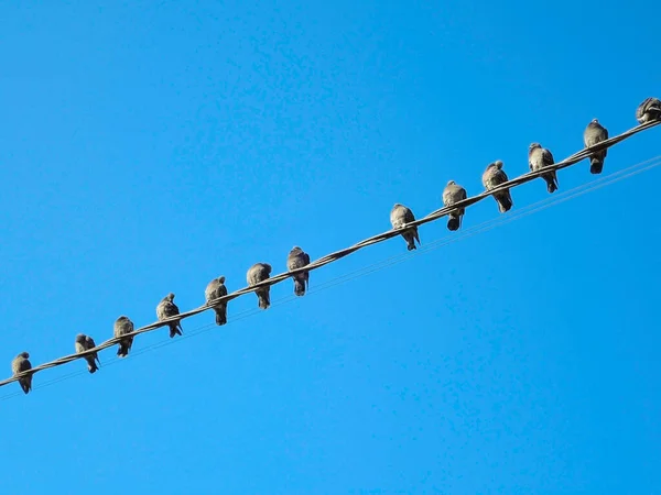 Muitos pombos em uns arames elétricos. Pombas sentadas em uma linha de energia sobre o céu . — Fotografia de Stock