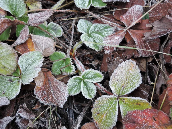 Folhas de morango verde cobertas com cristais de gelo, geada nas plantas, congelamento close-up — Fotografia de Stock