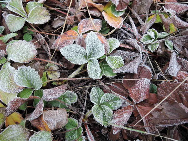 Folhas de morango verde cobertas com cristais de gelo, geada nas plantas, congelamento close-up — Fotografia de Stock