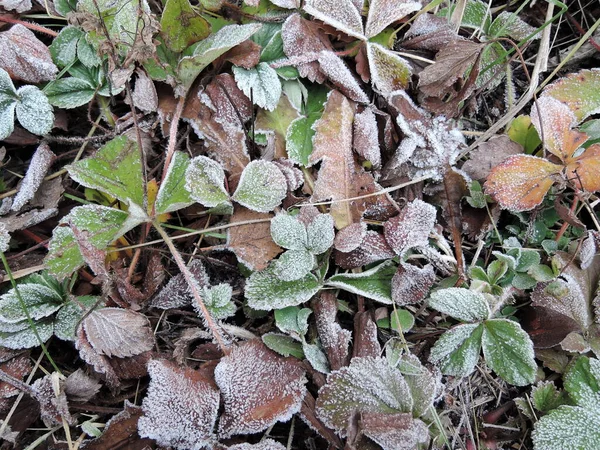 Groene aardbei bladeren bedekt met ijskristallen, vorst op de planten, bevriezen close-up — Stockfoto