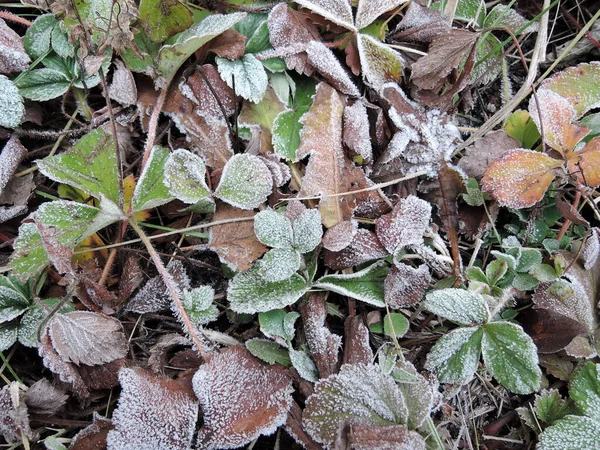 植物に霜氷の結晶で覆われた緑のイチゴ葉凍結クローズ アップ — ストック写真