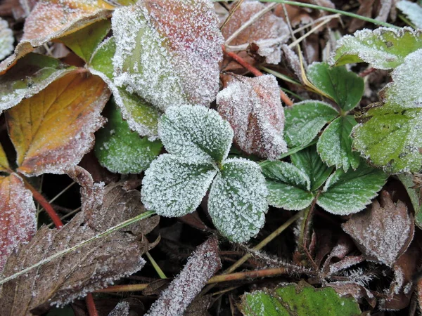 Mráz v zimě s červené zelené a žluté růžové jahodové listy pokryté je bílý led zblízka na pozadí listí a trávy na zemi za chladného rána venku na zahradě — Stock fotografie