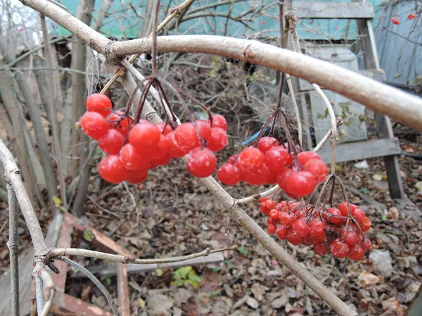 Los manojos del viburno rojo se acercan a la rama en el día nublado otoñal — Foto de Stock