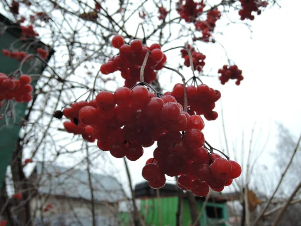 Trossen rode viburnum close-up op een tak op een bewolkte herfstdag — Stockfoto