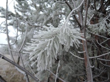 Güzel çam dalları kaplanmış kaplamayla