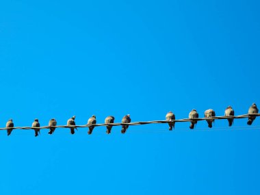 Elektrik telleri üzerinde çok sayıda güvercin. Güvercinler üzerinde gökyüzü güç hatları üzerinde oturan.