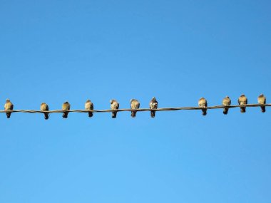 Elektrik telleri üzerinde çok sayıda güvercin. Güvercinler üzerinde gökyüzü güç hatları üzerinde oturan.